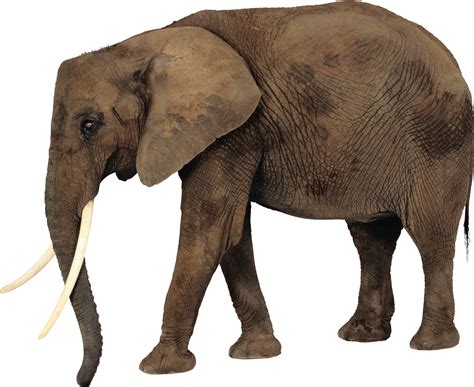 African Elephant Svg