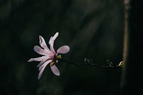 Photo of Pink Cherry Blossoms · Free Stock Photo