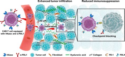 Bioorthogonal Equipping Car T Cells With Hyaluronidase And Checkpoint