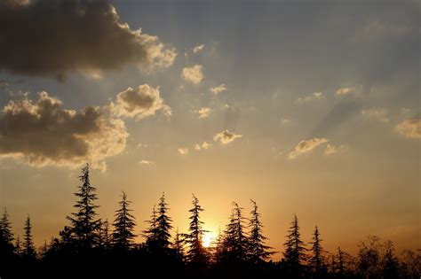 Sunset Trees Evening Free Photo On Pixabay Pixabay