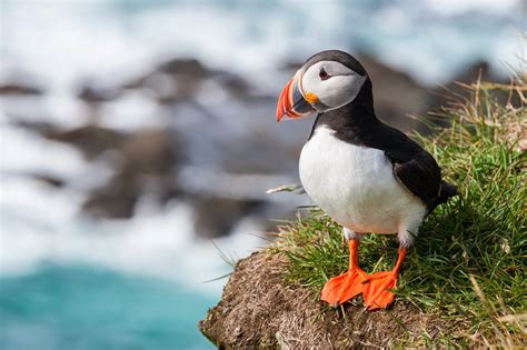 Atlantic Puffin | Wild Life World