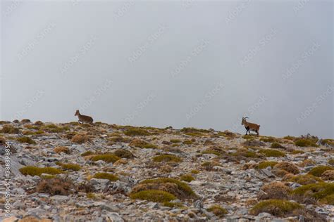 Foto de La Maroma montaña y pico del Parque Natural de Las Sierras de