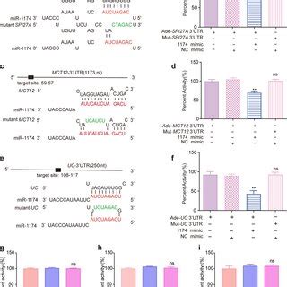 Target Genes Of Mir A Predicted Binding Site Within The Utr Of