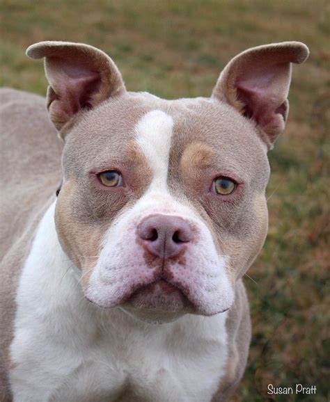 Dog For Adoption Vada A American Pit Bull Terrier In Lynchburg Va