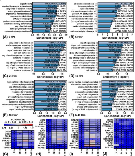 Gene Ontology Go Biological Process Bp Terms Associated With Download Scientific Diagram