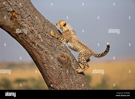 Cheetah Acinonyx Jubatus Cub Climbing Tree Maasai Mara Kenya