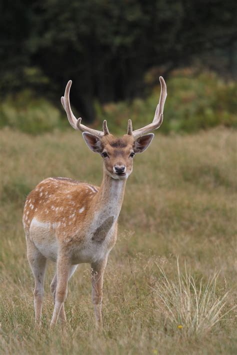 Amsterdamse Waterleidingduinen 16 08 14 Damhert Fallow Flickr