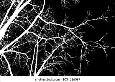 Naked Tree Branches On Black Background Stock Photo