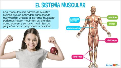 Information Lektion Halskette Que Son Los Musculos Schnitt