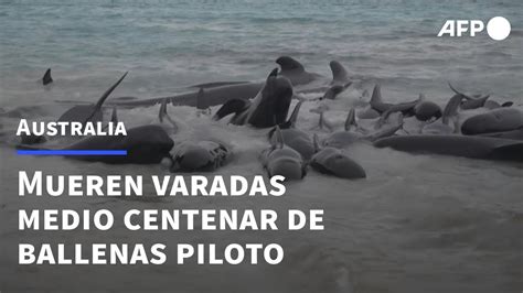 Mueren Varadas Medio Centenar De Ballenas Piloto En El Oeste De