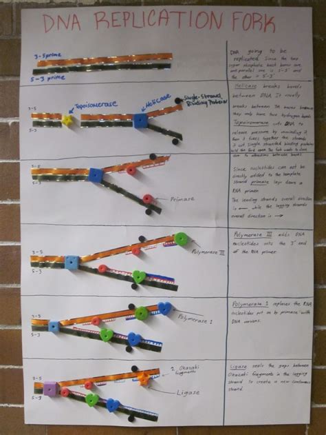 DNA Replication Poster for High School Biology Classroom