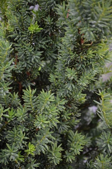 Taxus X Media Hillii Cis Po Redni