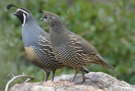 File Quail Png Islapedia