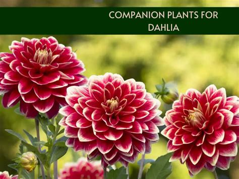 11 Companion Plants for Dahlia | Gardenine