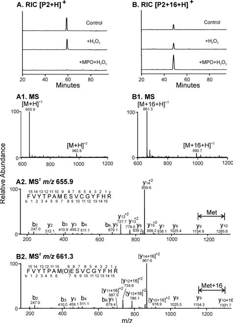 Lc Ms And Ms Ms Analysis Of Peptide 2 In A Tryptic Digest Of Timp 1 Download Scientific Diagram