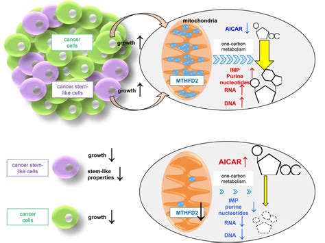 MTHFD2 Mitochondrial Metabolic Enzyme Maintains Cancer Stem Like Cells