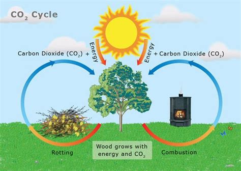 How Eco Friendly Are Wood Burning Stoves