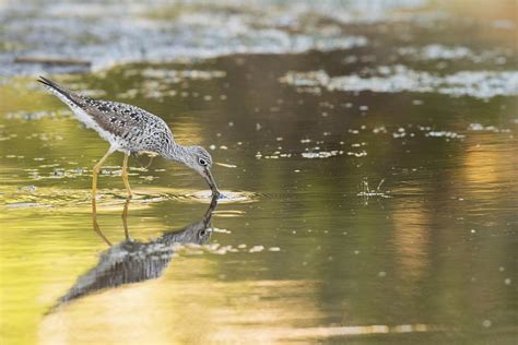 Greater Yellowlegs | Free Photo - rawpixel