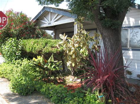 Plantfiles Pictures Cordyline Forest Cabbage Tree Ti Ngahere