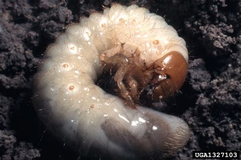 White Grub Control Nc Cooperative Extension