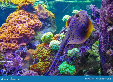 Bluespotted Ribbontail Ray Taeniura Lymma Isolated On A White