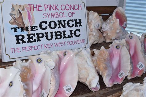 Conch Shells For Sale In Key West Florida Usa Editorial Stock Photo