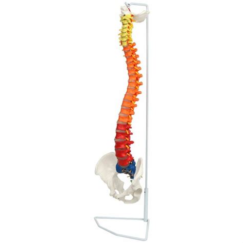 Life Size Premium Didactic Flexible Vertebral Column With Pelvic