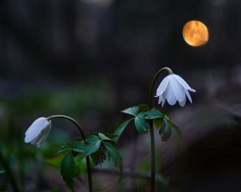 Flower Moon Meaning And Its Cultural Significance - The Natural Awakenings