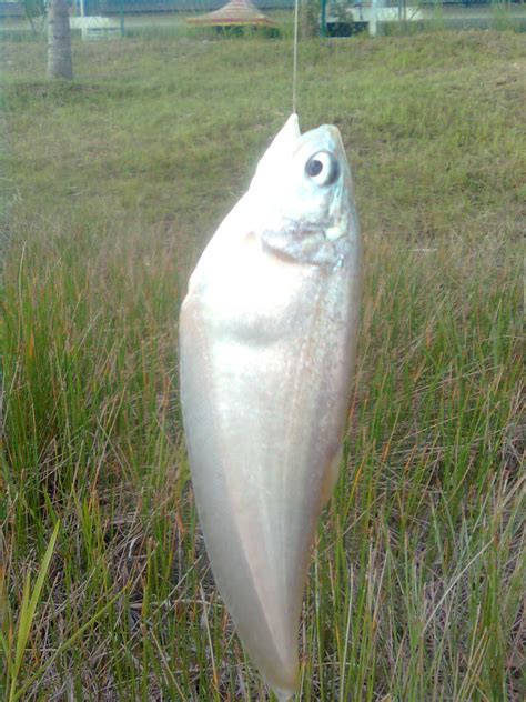 Pemburu Ikan Tasik Alam Suria