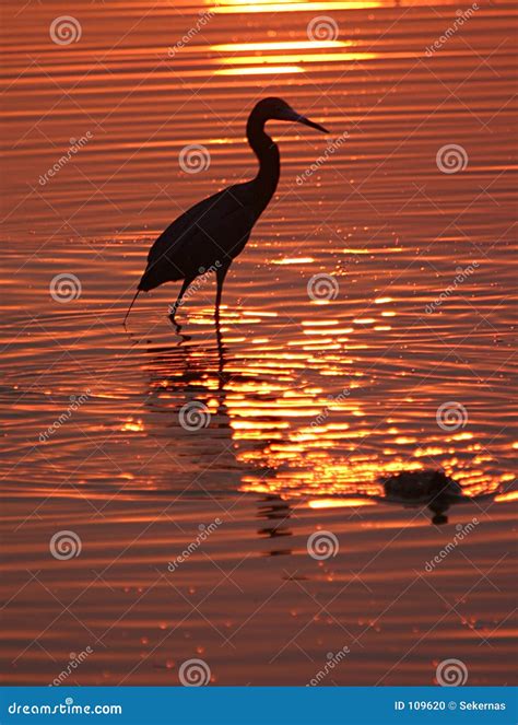 Wading bird at sunset stock photo. Image of birds, reflection - 109620