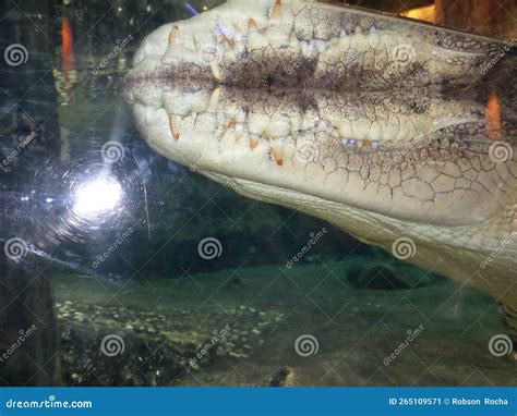 Big Crocodile in Marine Zoo at Dubai Mall UAE Stock Image - Image of ...