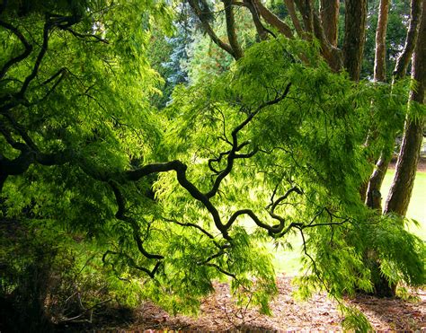 Wallpaper Sunlight Landscape Grass Branch Green Jungle Spring