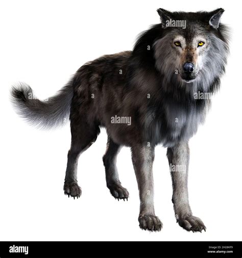 Dire Wolf Cut Out Stock Images And Pictures Alamy