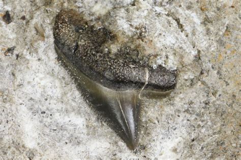 .39" Fossil Mackerel Shark (Cretodus) Tooth - Kansas (#154206) For Sale - FossilEra.com