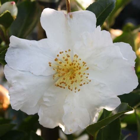 Buy Camellia Sasanqua Setsugekka From Fernview Nurseries