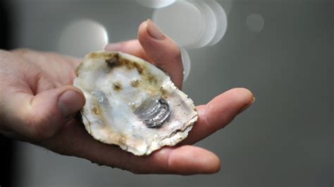 Can Oysters With No Sex Life Repopulate The Chesapeake Bay Kqed