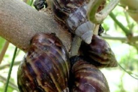 Giant African Snails Cause Concern Solomon Times Online