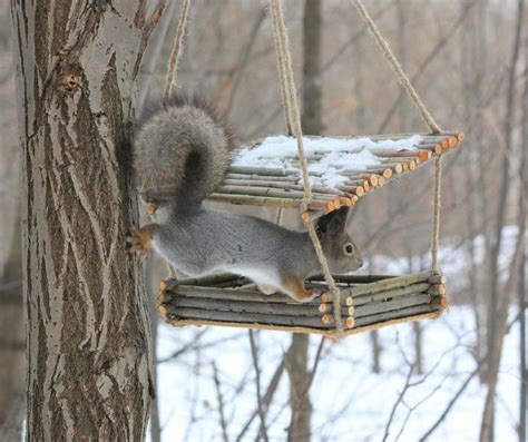 Кормушка для белки своими руками | Живу за городом