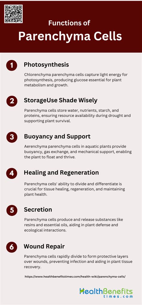 What Is Parenchyma Cells Definition Types Structure And Functions