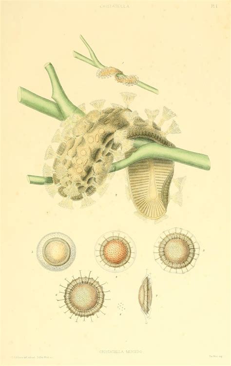 N W A Monograph Of The Fresh Water Polyzoa Londo Flickr