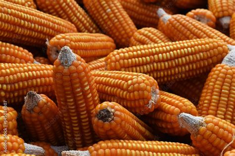 Detail many dry corn for food background Stock Photo | Adobe Stock