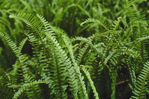 How To Grow & Care For Boston Fern - PlantPropagation.org