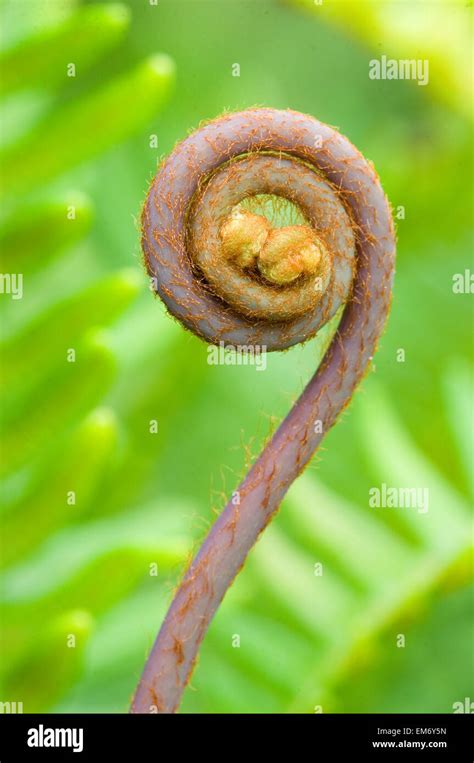 Uluhe fern hi-res stock photography and images - Alamy