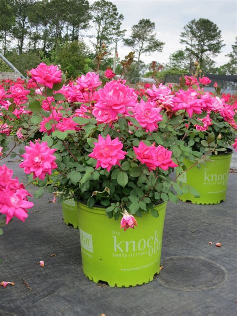 Rose Knockout Double Pink Disease resistant easy to grow