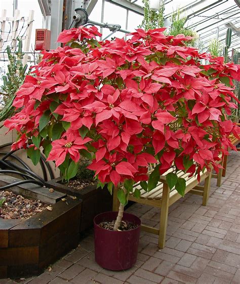 Poinsettia Tree Still Growing Poinsettia Tree Poinsettia Plant