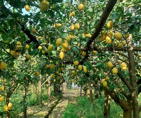 High season of heat waves - citrus fruits from southern Europe