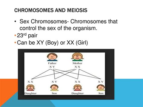 Somatic Body Cells Reproduce By Mitosis Ppt Download