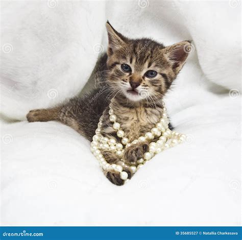 Kitten With Pearl Necklaces Stock Image Image Of Pearl Bead 35685527