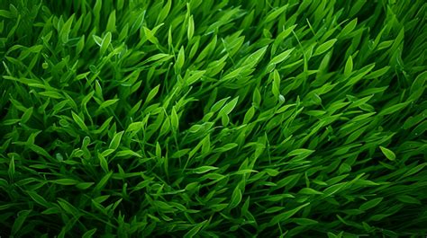 Vibrant Green Grass Texture Background Grass Texture Green Grass Grass Pattern Background