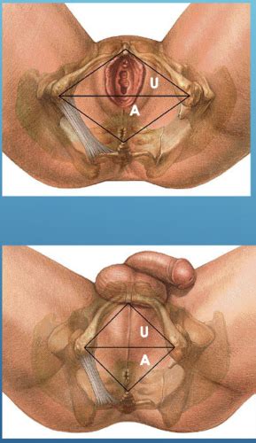 Lecture Pelvis Perineum Flashcards Quizlet